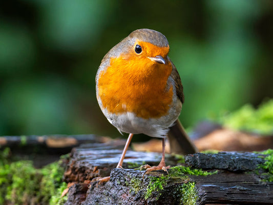 Bring the Birds to Your Garden This Christmas