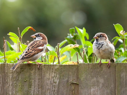 The 12 Birds of Christmas – Winter Species to Spot in the UK