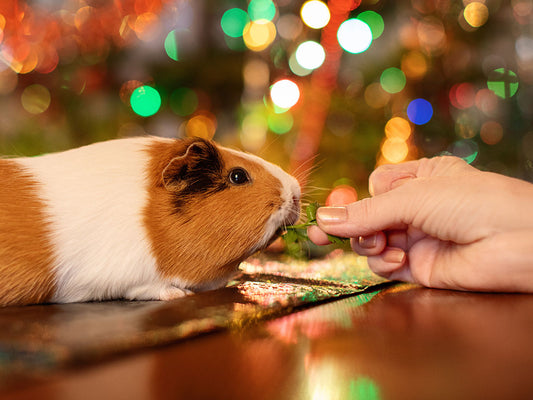 New Year, Better Nutrition – Upgrading Your Guinea Pig’s Diet for 2025