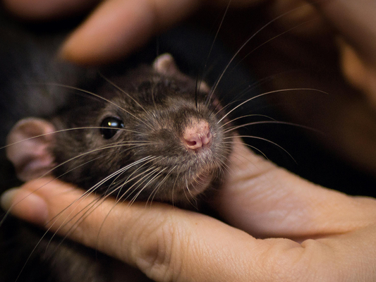 How to Keep Your Pet Mice and Rats Looking and Feeling Their Best