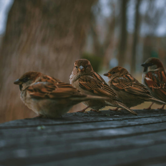 Creating a Bird-Friendly Garden: Tips for Attracting Feathered Friends to Your Garden