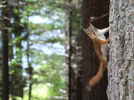 How to Create a Squirrel-Friendly Garden: Tips for Attracting and Feeding Squirrels