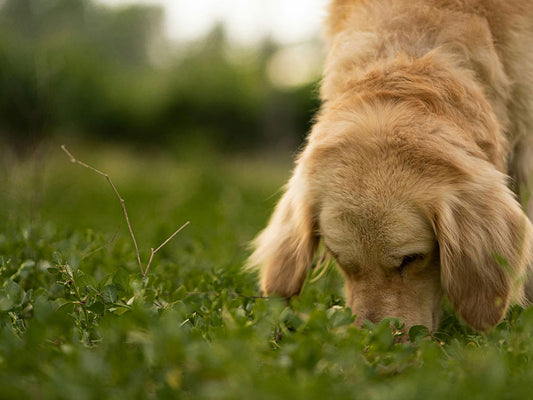 Why You Should Let Your Dog Sniff More During Walks