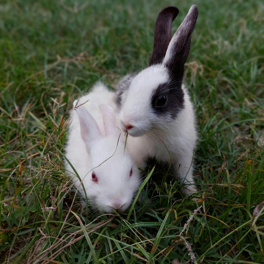 Bunny-proofing Your Home: Tips for Creating a Safe Environment for Your Rabbit