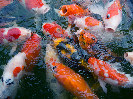 Koi Fish Care 101: Essential Tips for Keeping Your Koi Healthy