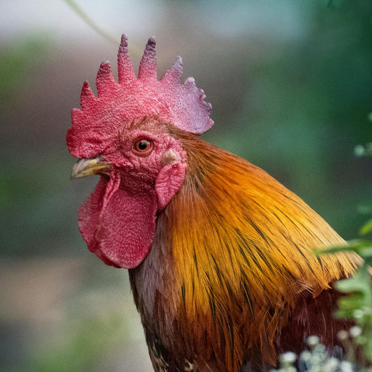 The Secret Life of Chickens: Fascinating Facts and Behaviour Insights