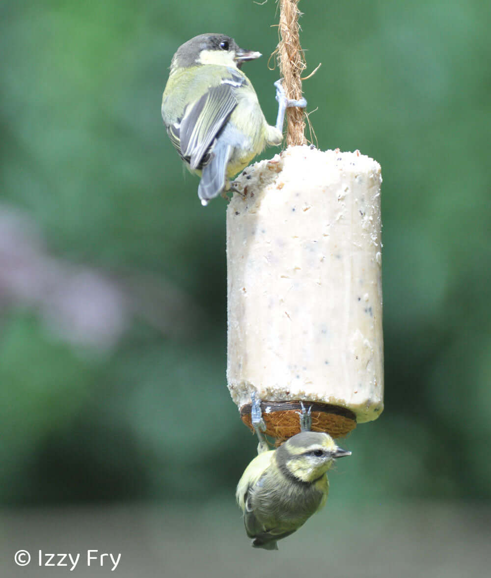 Extra Select hanging suet cake with birds